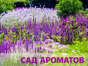 Сад ароматов